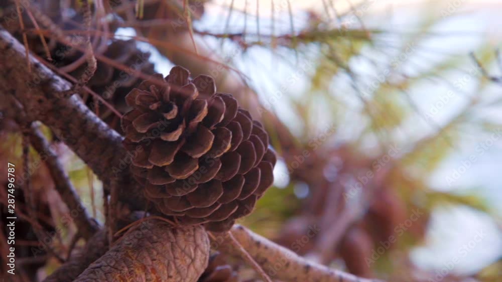 pinecone waving in the wind // handheld closeup pinecone waving in the wind // handheld closeup