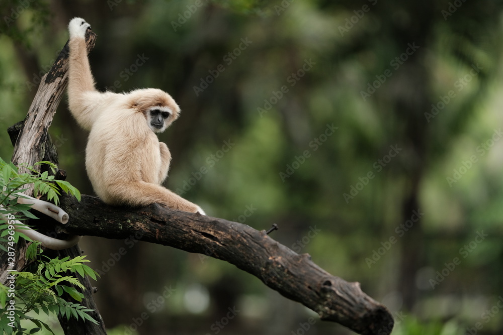 Obraz premium Close up Monkey 