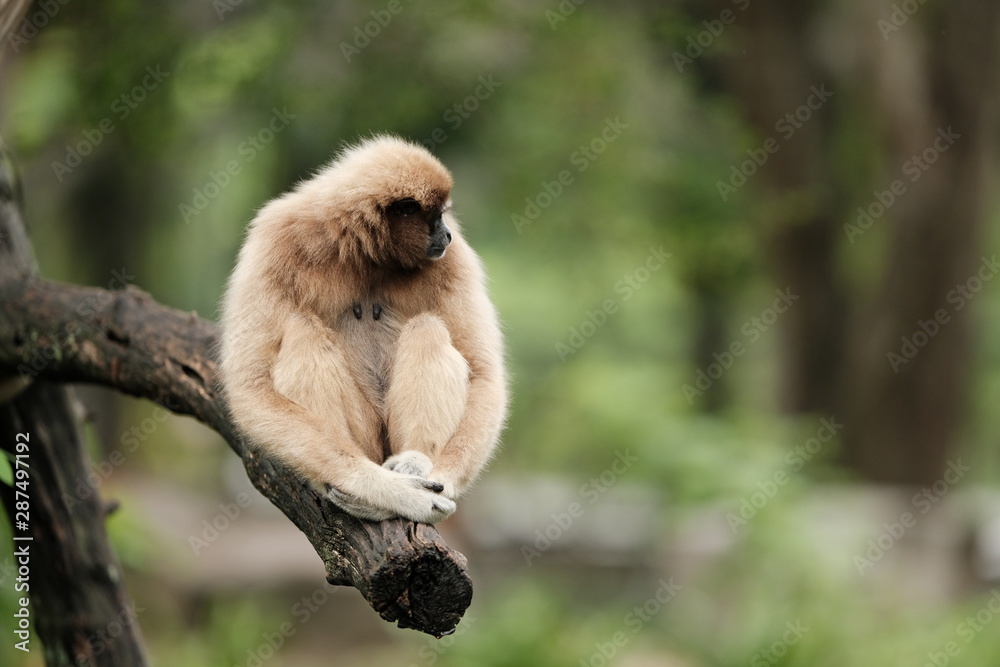 Obraz premium Close up Monkey 