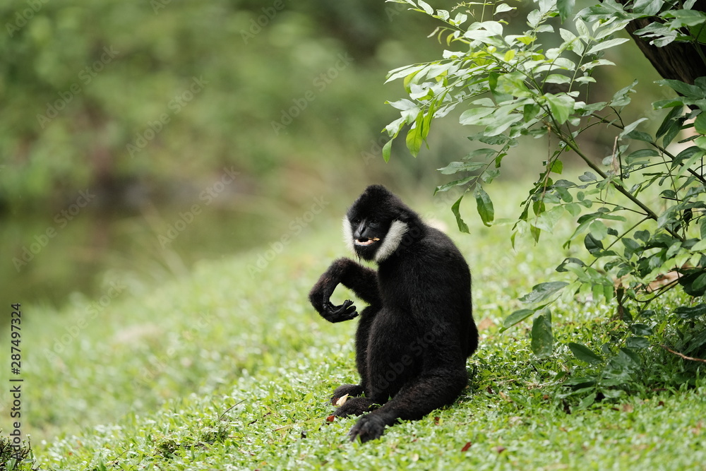 Fototapeta premium Close up Monkey