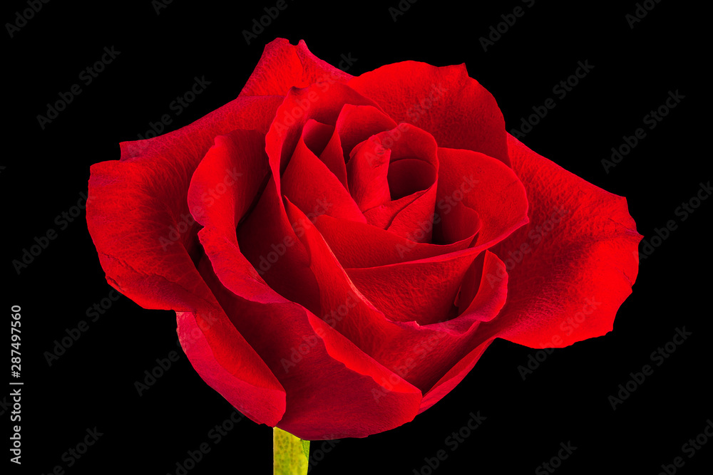 Single Red Rose Flower Isolated on Black Background Stock Photo | Adobe  Stock