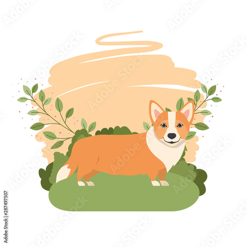 cute welsh corgi dog with background landscape