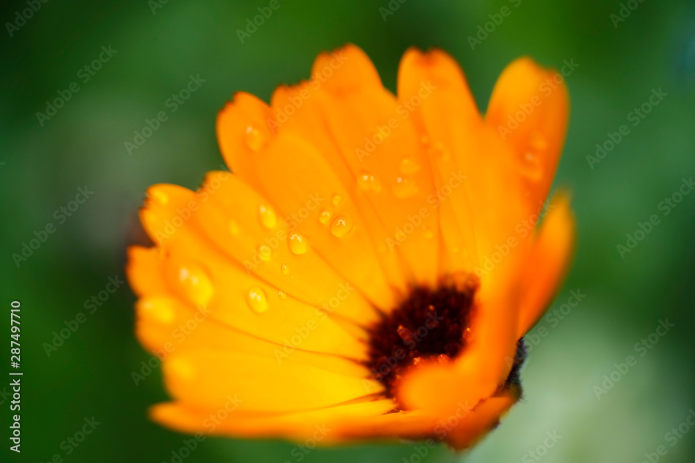 bright orange marigold flowers on a background of green leaves in the garden bright orange marigold flowers on a background of green leaves in the garden