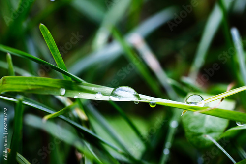 drops of dew on green grass on a blurred background