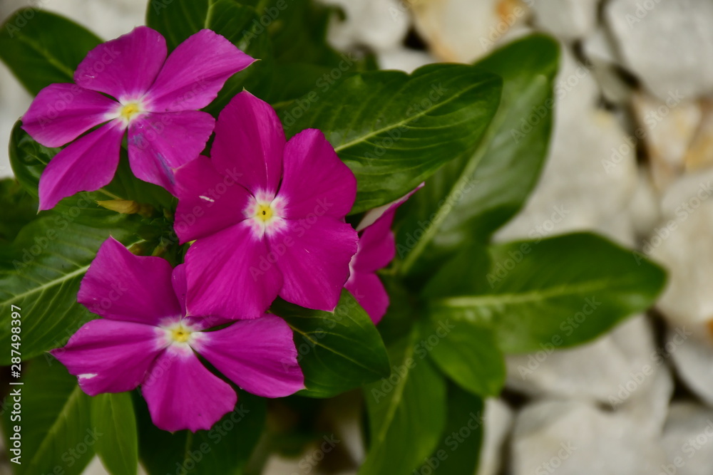 Fototapeta premium purple wild flower in a garden