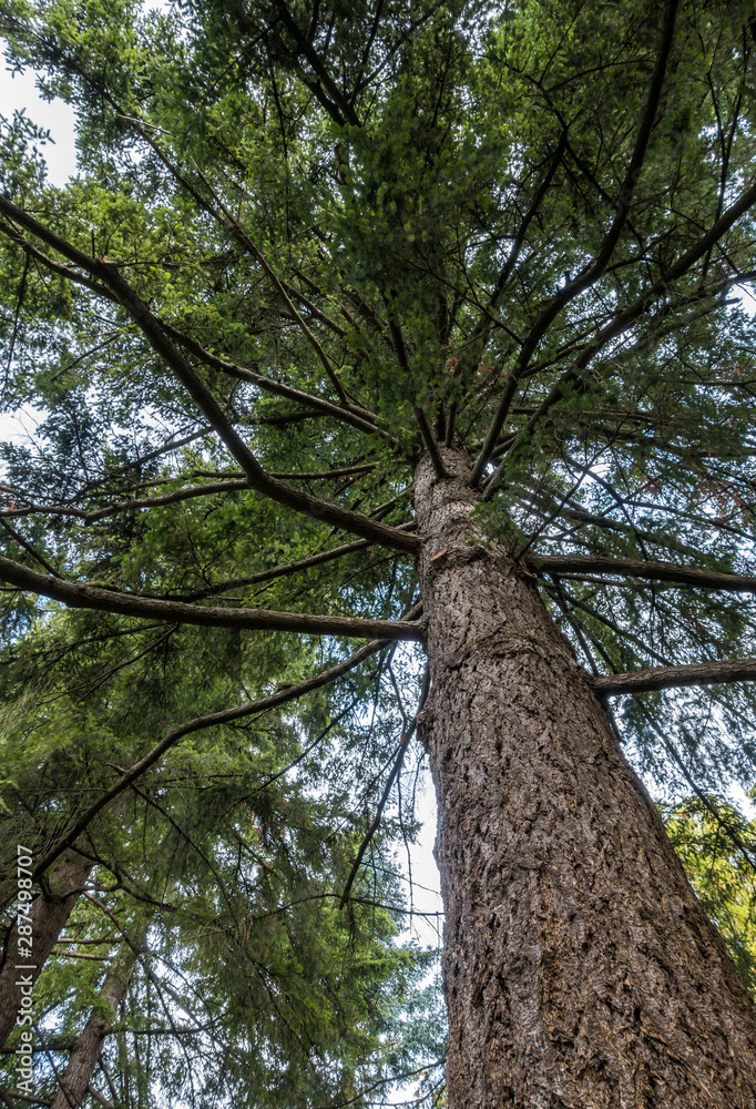 Fototapeta premium redwood tree inside park with dense branches covered with green foliage view from below