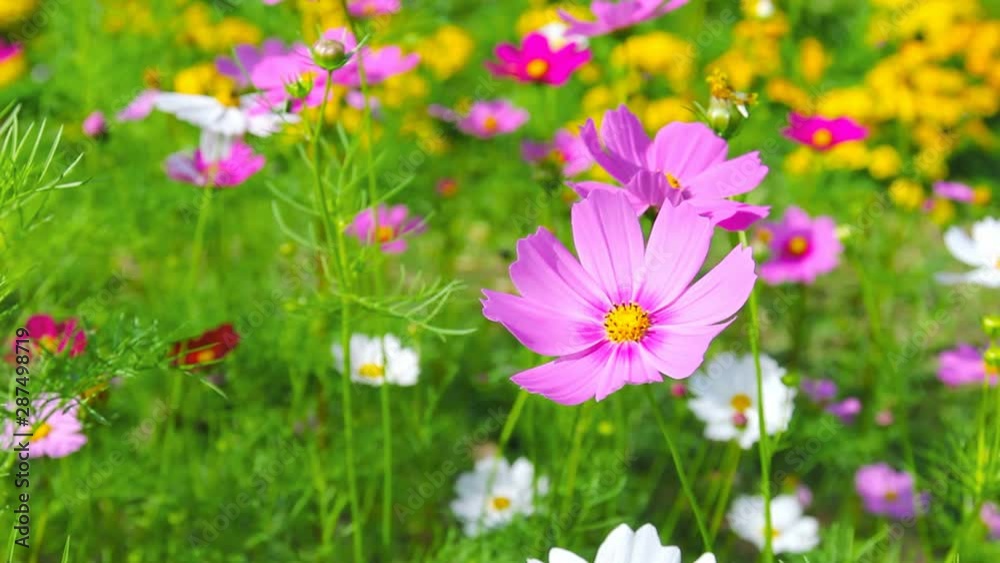 closeup cosmos flowers in the garden closeup cosmos flowers in the garden