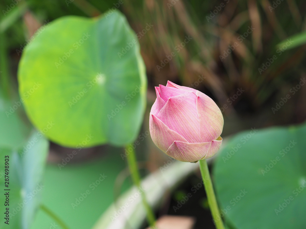  Pink lotus flower bud and bright green leaf.  