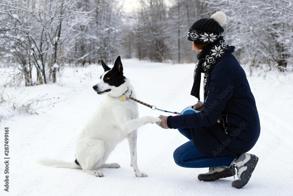 Obraz premium Big black-white dog is giving a paw its owner on a background of winter snowy forest.