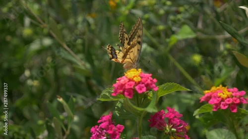 A yellowbutterfly on a pink and yellow flower. Daytime, wide shot. Sardinian nature. Flora. photo