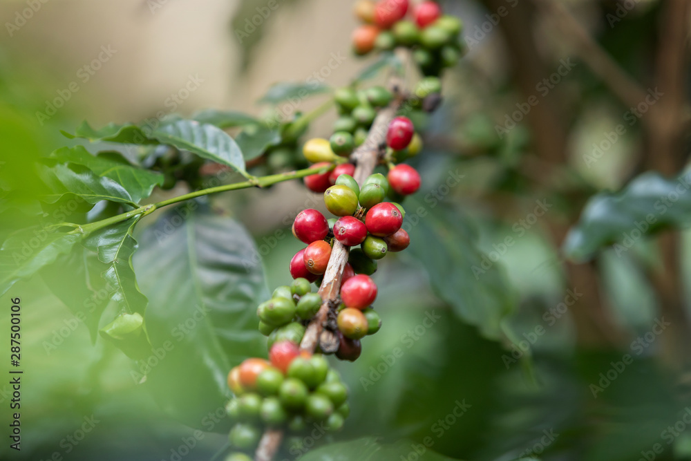 Coffee bean,Arabicas Coffee Tree