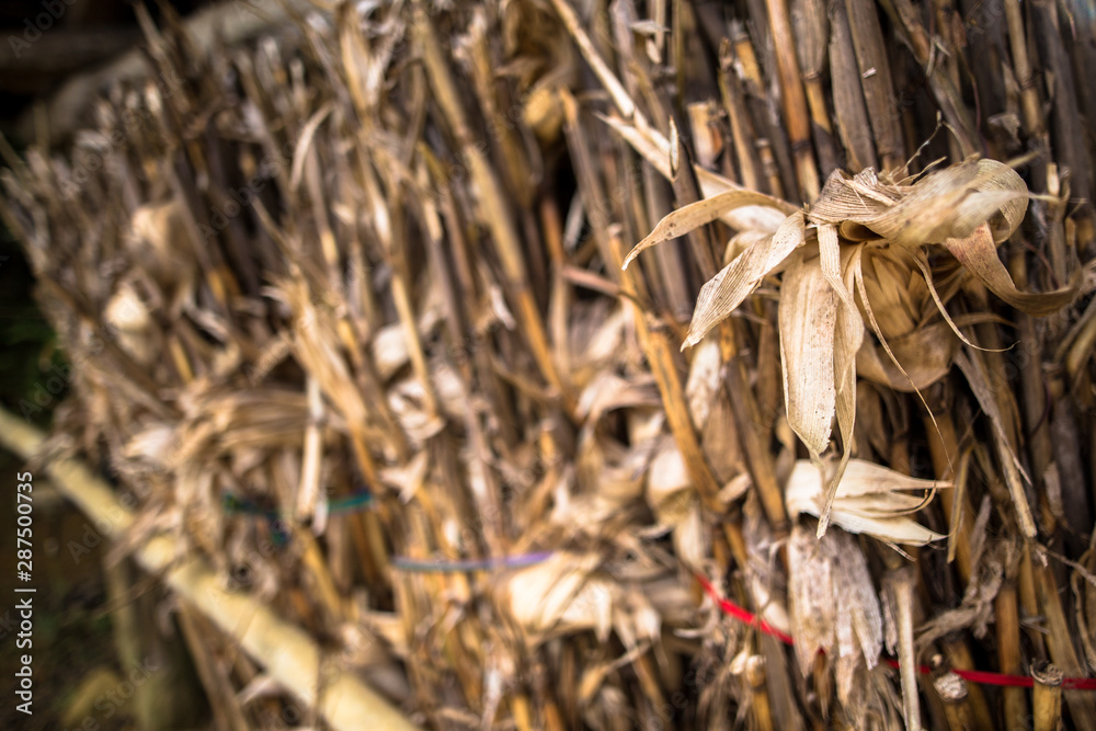 Brown dried corn hay tied into bundle as seen in rural town of Bac Ha, Lao Cai near Sapa Vietnam Asia Brown dried corn hay tied into bundle as seen in rural town of Bac Ha, Lao Cai near Sapa Vietnam Asia