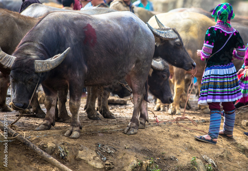Buffalo trading in Bac Ha market in the rural town of Lao Cai near Sapa Vietnam Asia