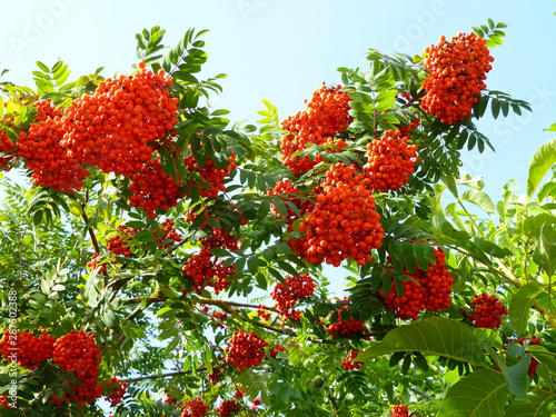 Red berries on mountain ash tree. Close up view ripe orange mauntain ashberries (rowan berries, Sorbus) in autumn with green leaves on background of blue sky. Selective focus. Autumn landscape photo