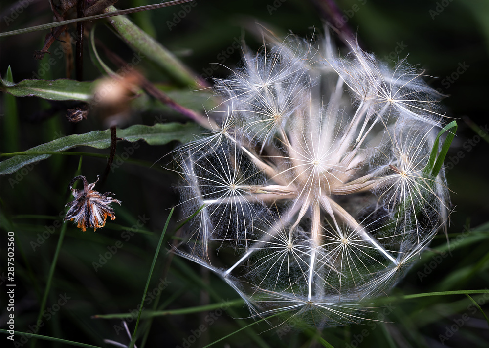 Fototapeta premium Close up, macro photo of the nice dandelion with sharp white lines