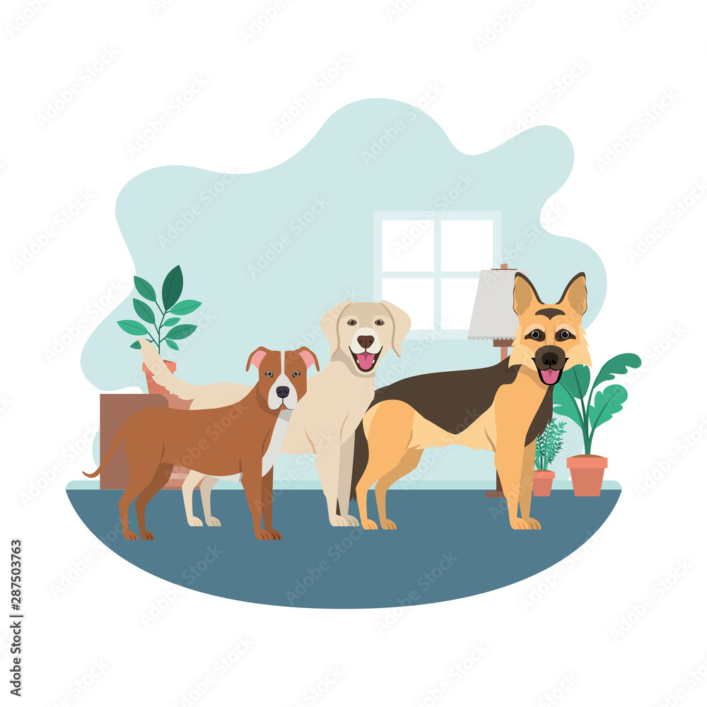 cute and adorable dogs in living room cute and adorable dogs in living room