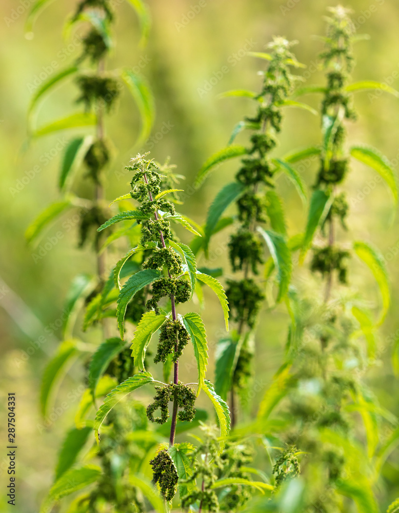 Naklejka premium Seeds on the nettle in nature