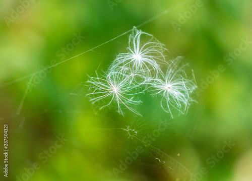 Fluff on a plant in nature