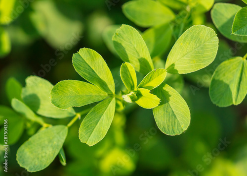 Green clover leaves in nature