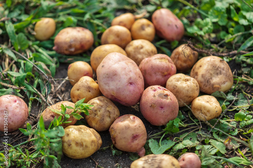 Young potato fruits on the grass
