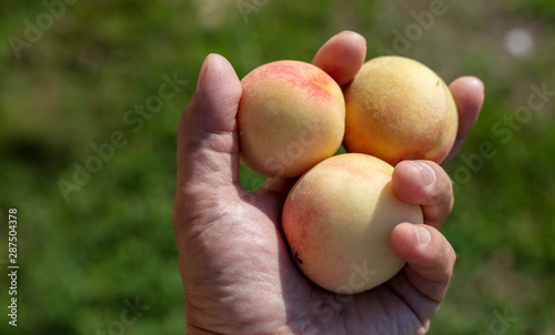 Ripe peach fruit in hand on nature