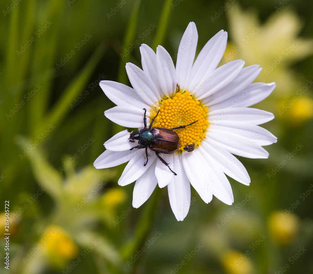Fototapeta premium garden chafer eating petals of a daisy blossom on mountain meadow