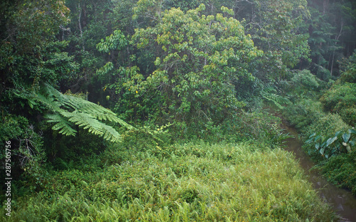 African rainforest jungle in the morning  leaves wet from dew  small river flow surrounded by grass  region near Andasibe  Madagascar