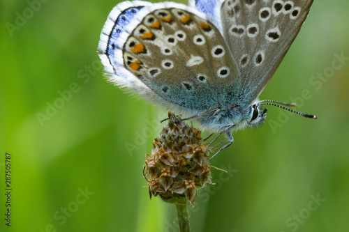 macro of a common blue butterfly