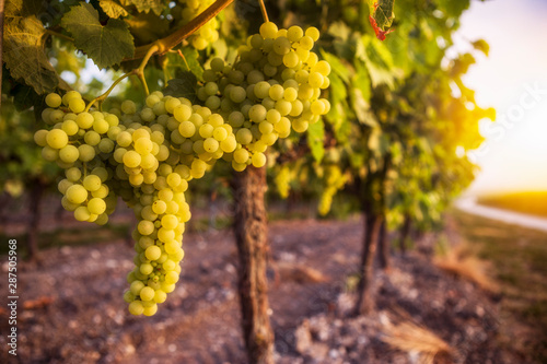 Quadro su tela grapes on the vine