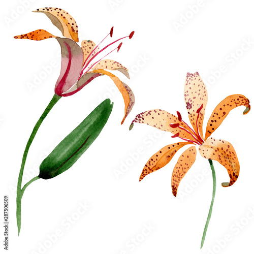 Orange lilium maculantum floral botanical flowers. Watercolor background set. Isolated lily illustration element.