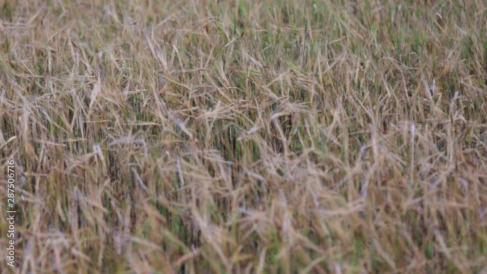 Close-up view of a wheat field. Spikelets slowly swing in the wind. Close-up view of a wheat field. Spikelets slowly swing in the wind.