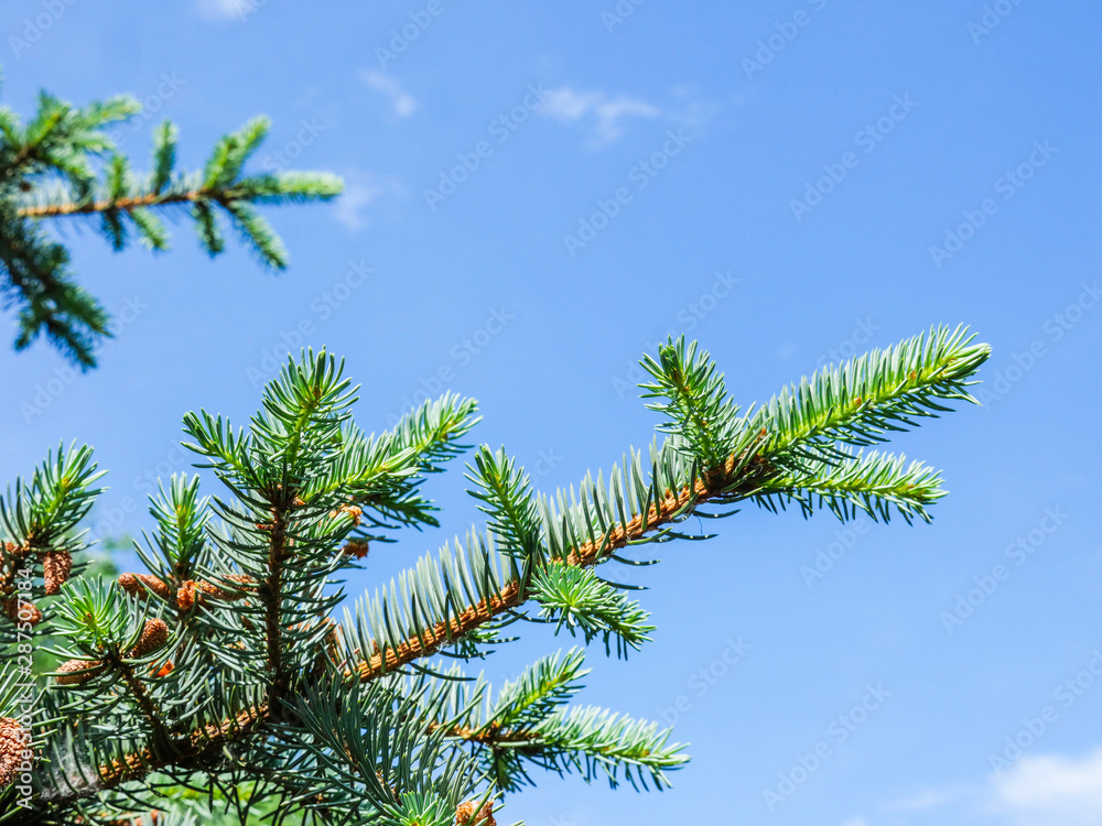 Branch of green spruce. Background blue sky. Brown cones. Branch of green spruce. Background blue sky. Brown cones.