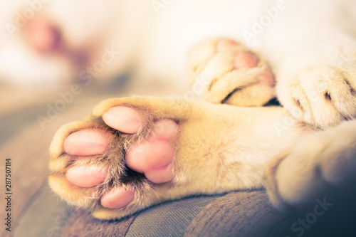 Close-up of cat paws. A cat's paw from the underside