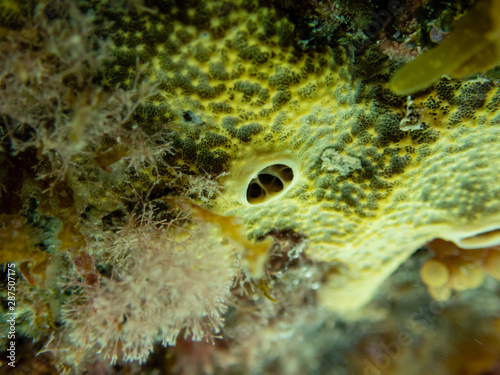 Green Sea Sponge Macro photo