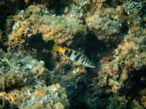 Obraz na płótnie Painted Comber fish