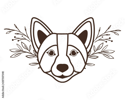 head of cute welsh corgi dog on white background