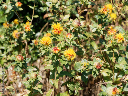 Carthamus tinctorius -  Fleur de Carthame des teinturiers ou Safran des teinturiers    floraison globulaire teint  e de jaune orange et rouge en p  riode estivale