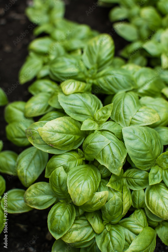 fresh basil leaves. Basil plant with green leaves. Copy space. fresh basil leaves. Basil plant with green leaves. Copy space.