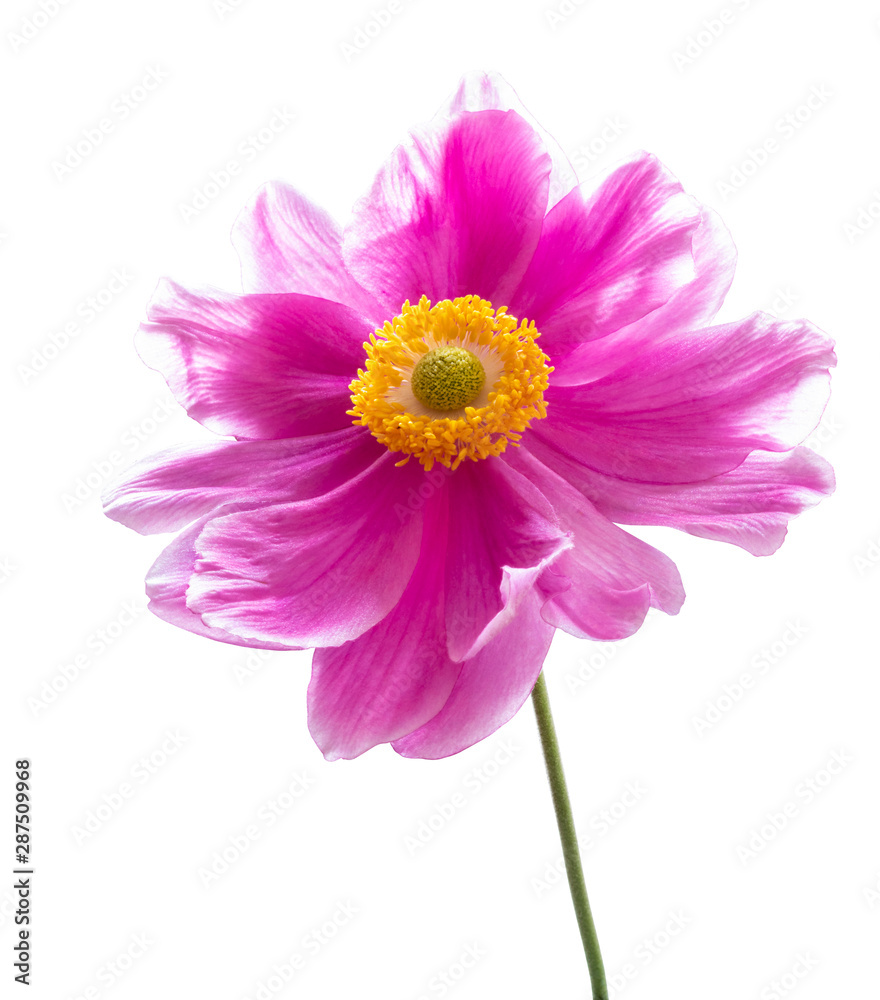 Bright red Anemone (Daisy) isolated on white background, including clipping path.. Backlit photography Bright red Anemone (Daisy) isolated on white background, including clipping path.. Backlit photography