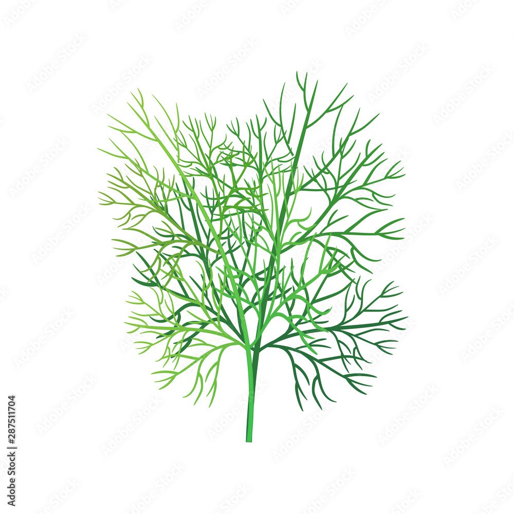 Realistic fresh dill leaf herb. Isolated flat vector element for advertising placard or banner. Vector illustration on white isolated background