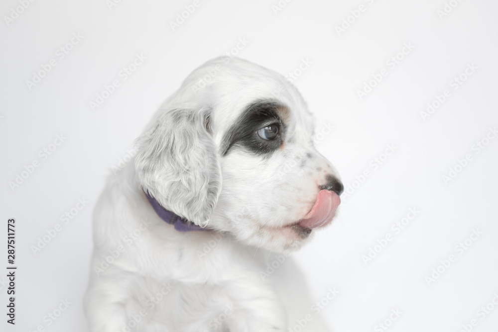 Puppy of the English setter. On a white background.