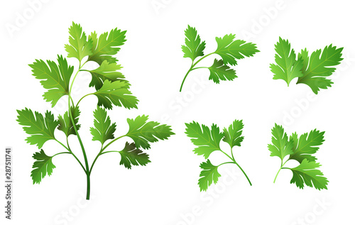 Realistic fresh parsley leaf herb. Isolated flat vector element for advertising placard or banner. Vector illustration on white isolated background photo