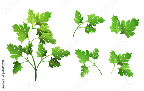 Realistic fresh parsley leaf herb. Isolated flat vector element for advertising placard or banner. Vector illustration on white isolated background