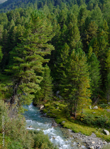 stone pine forest in the valley defereggental, east tyrol, austria, pinus cembra photo