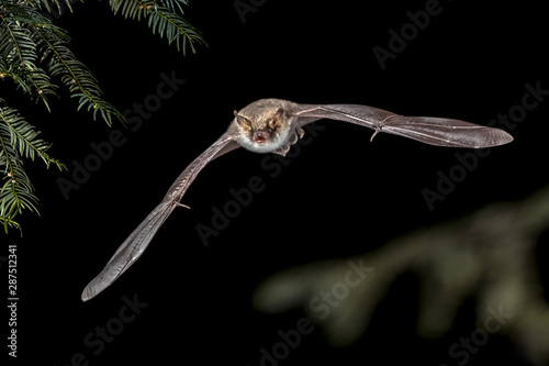 Flying Natterers bat in forest