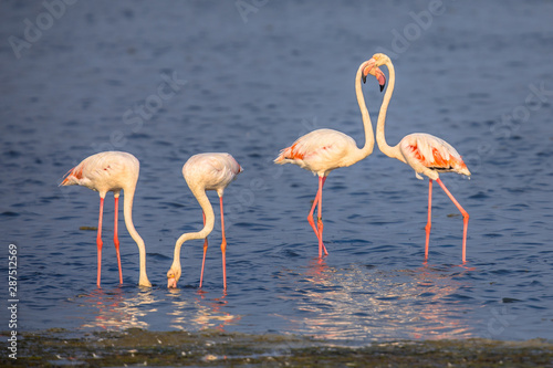 Four Flamingos foraging
