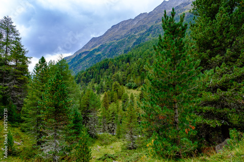 stone pine forest in the valley defereggental, east tyrol, austria, pinus cembra photo