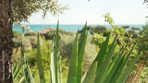 Detail on black spine agave leaves with dark tips moving in soft wind, euphorbia shrub trunk on left , sunny day on Madagascar Anakao coast, with blurred beach in background
