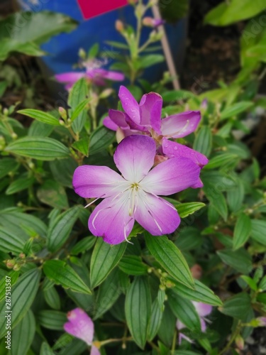 purple flower in the garden