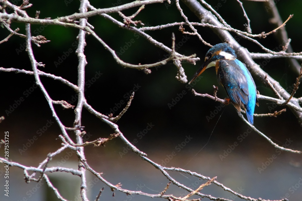 kingfisher in forest